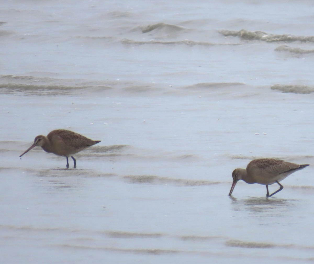 Hudsonian Godwit - ML622057707