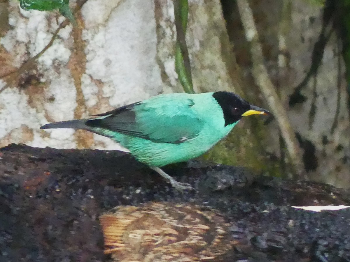 Green Honeycreeper - ML622057709