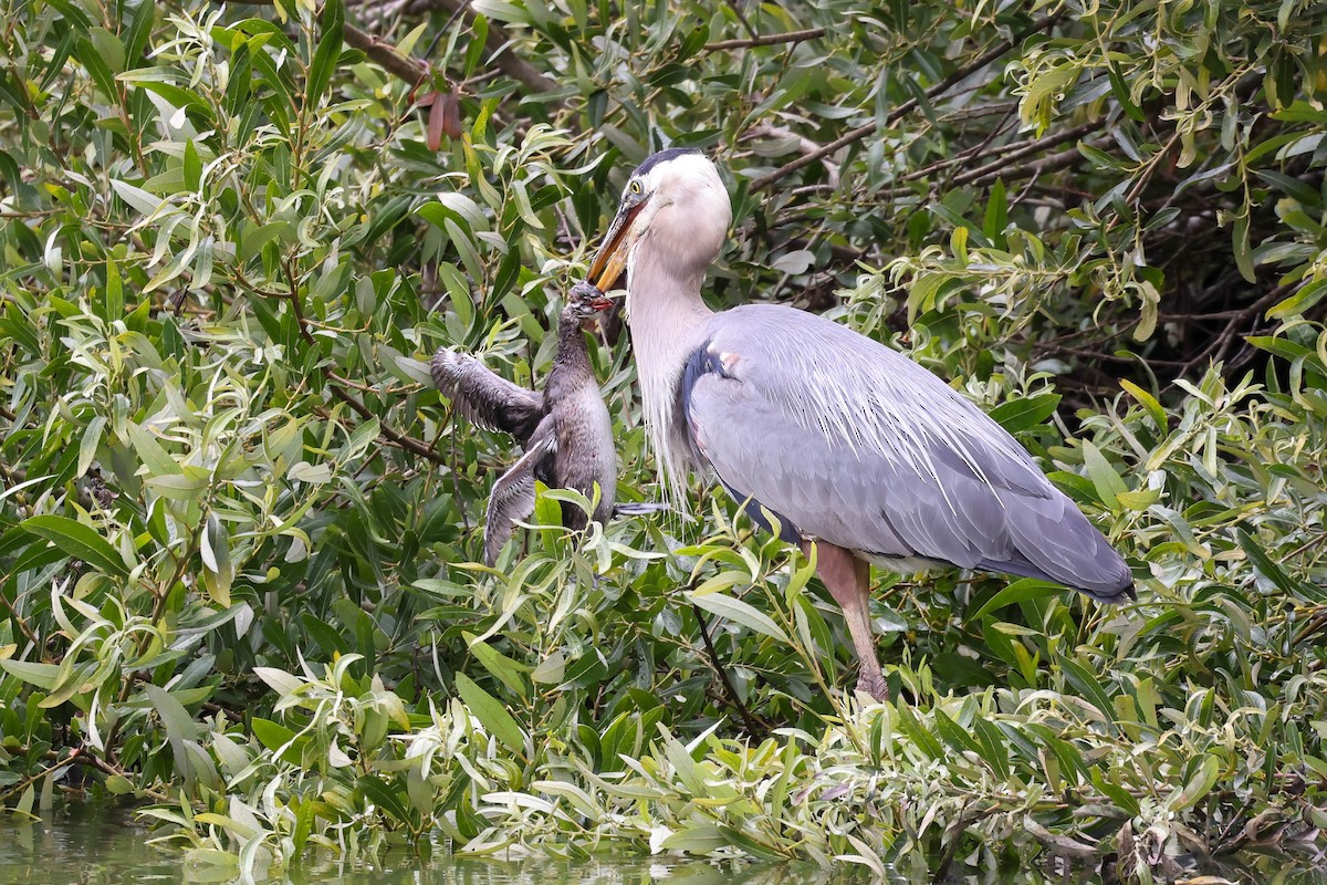 Great Blue Heron - ML622057710