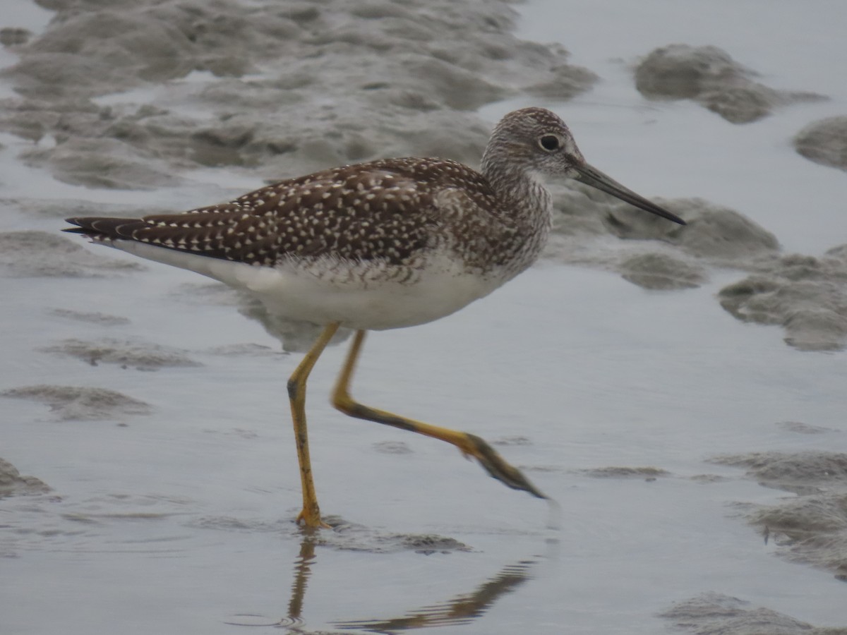 Greater Yellowlegs - ML622057711