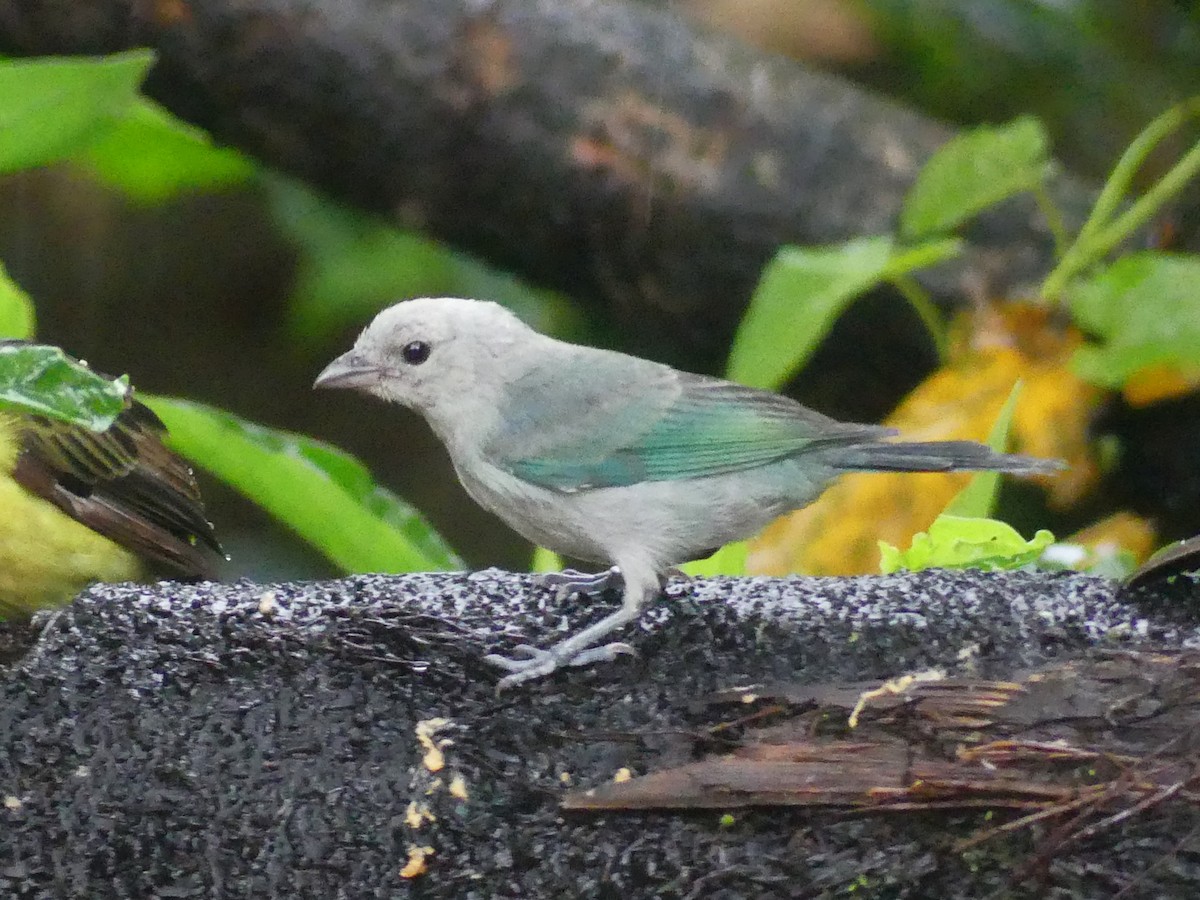 Blue-gray Tanager - ML622057712