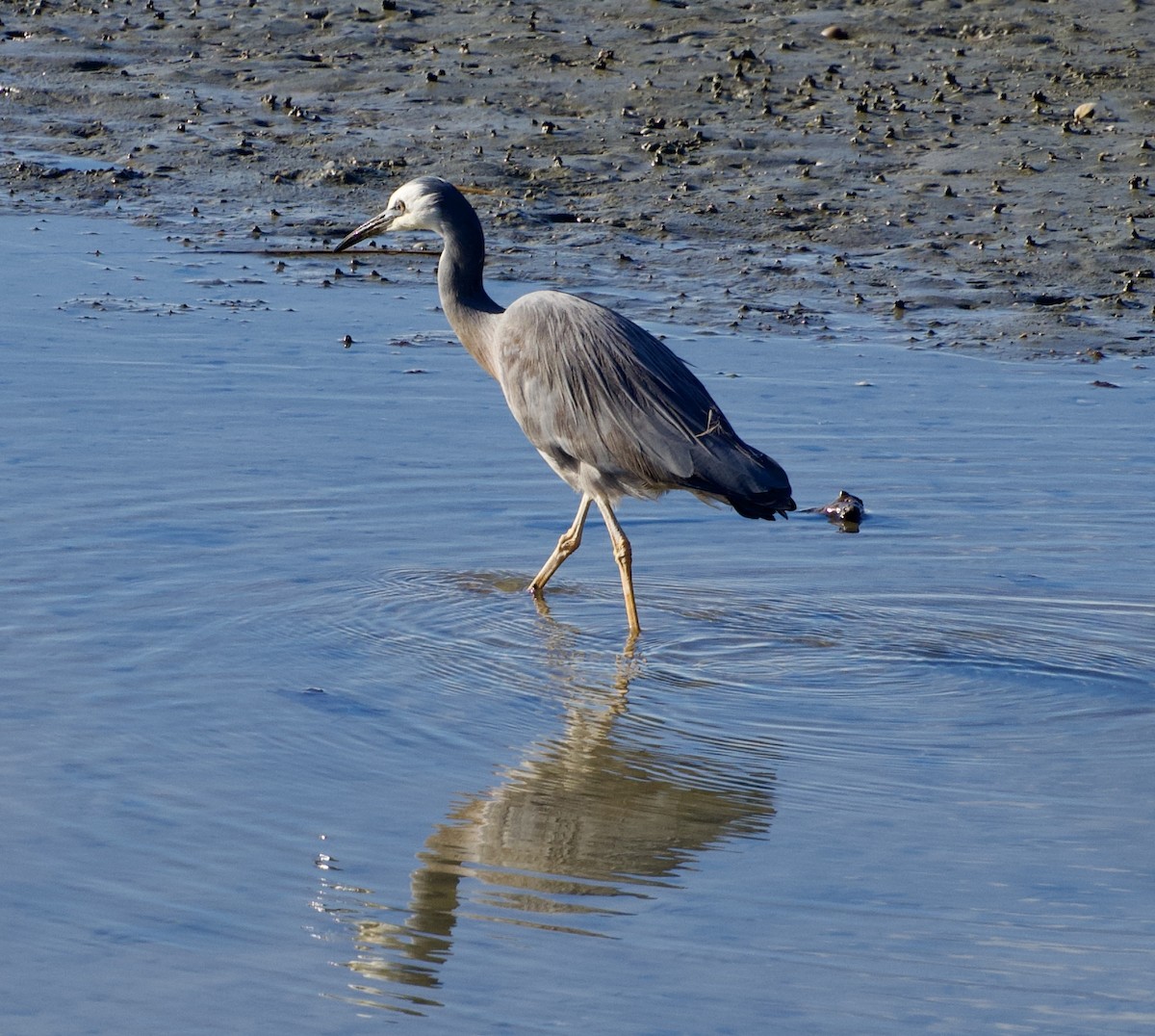 White-faced Heron - ML622057714