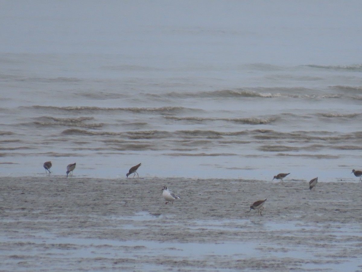 Bonaparte's Gull - ML622057715