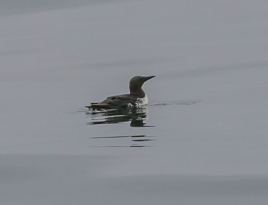 Common Murre - ML622057716