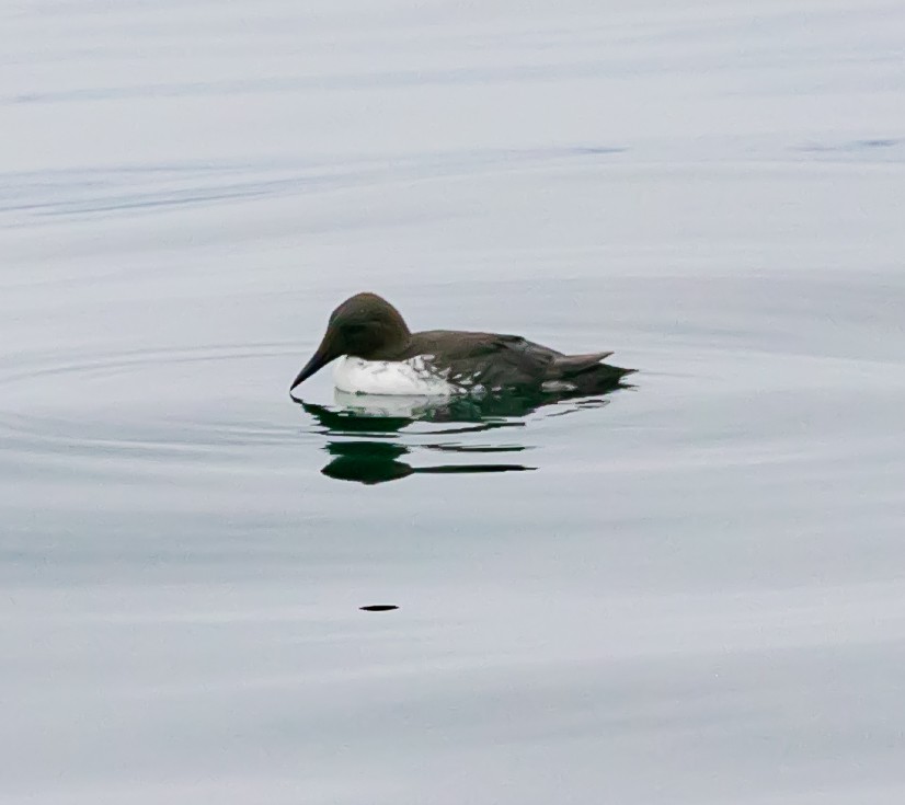 Common Murre - ML622057717