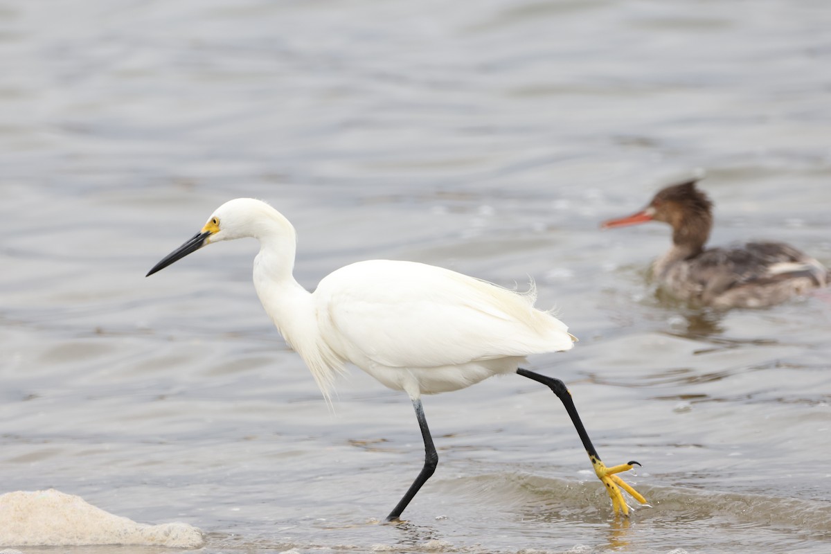 Snowy Egret - ML622057718