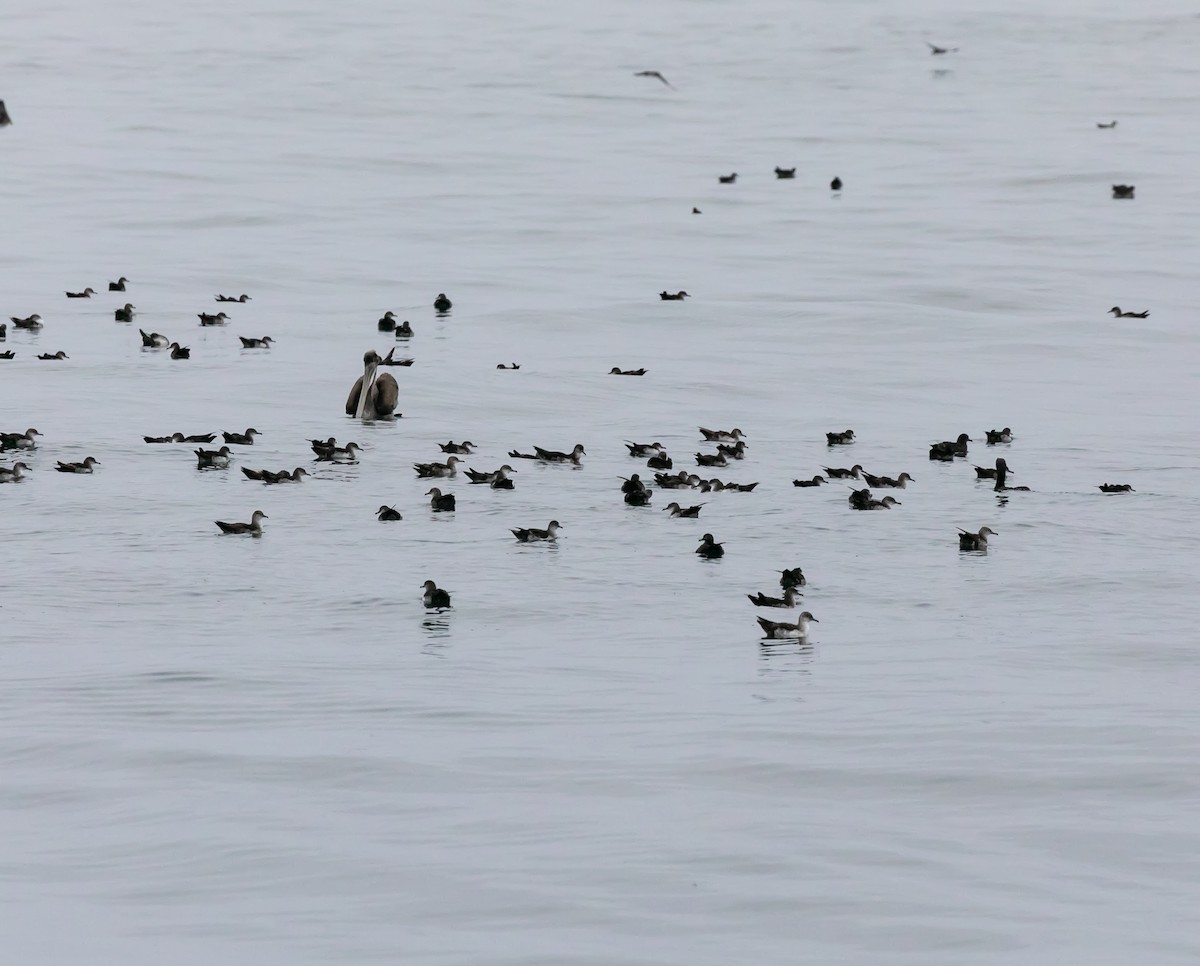 Black-vented Shearwater - ML622057719