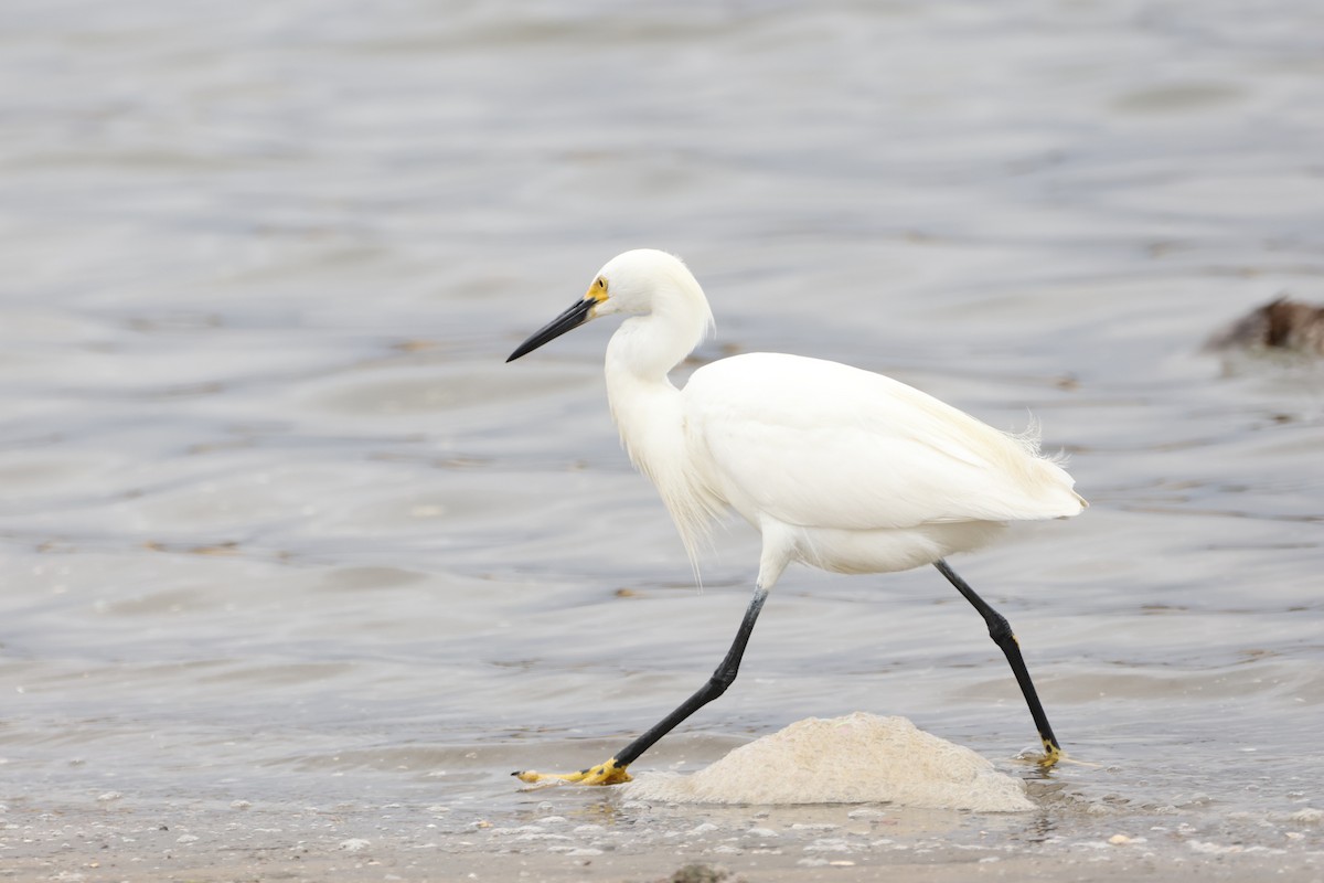 Snowy Egret - ML622057720