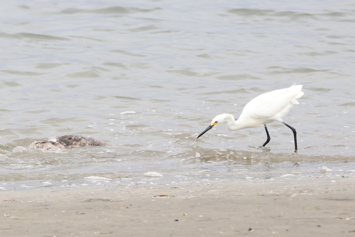 Snowy Egret - ML622057721