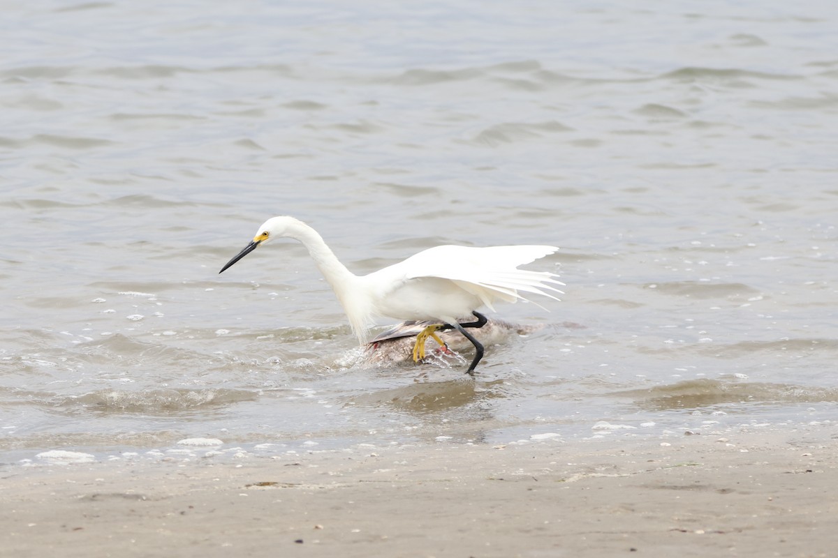 Snowy Egret - ML622057722