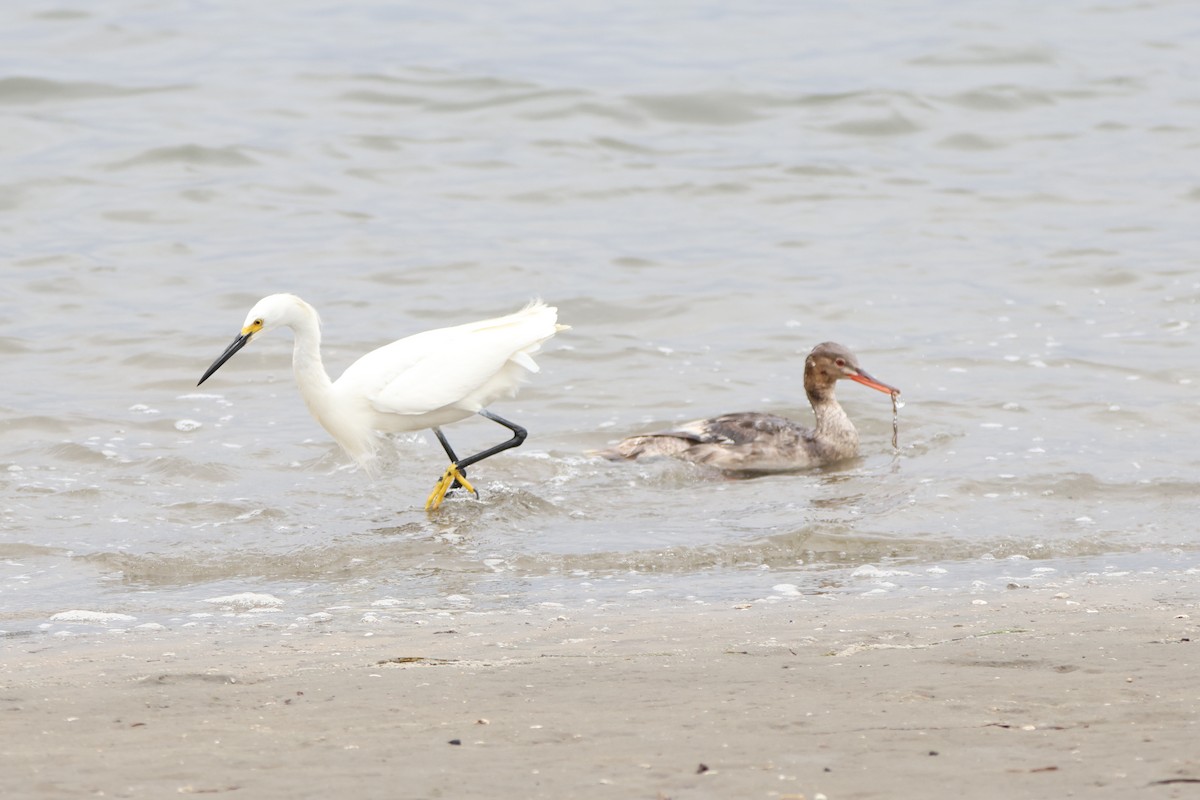 Snowy Egret - ML622057723