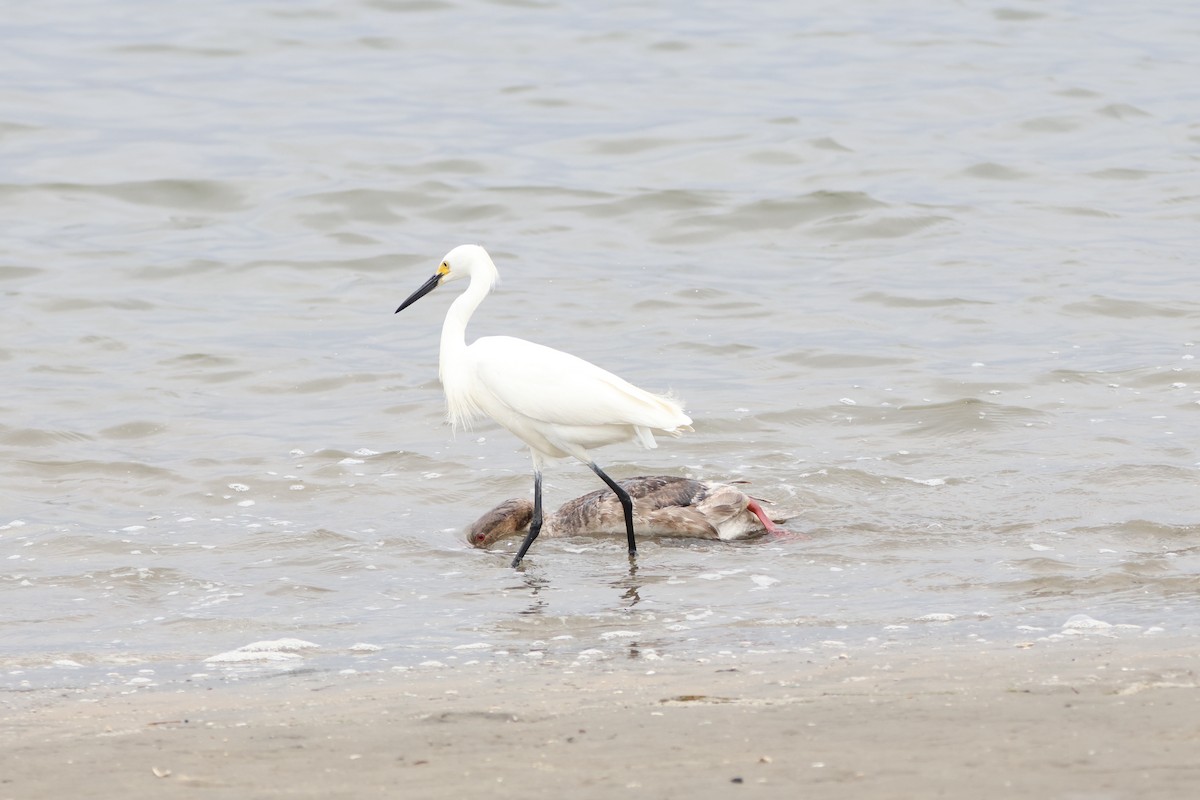 Snowy Egret - ML622057724