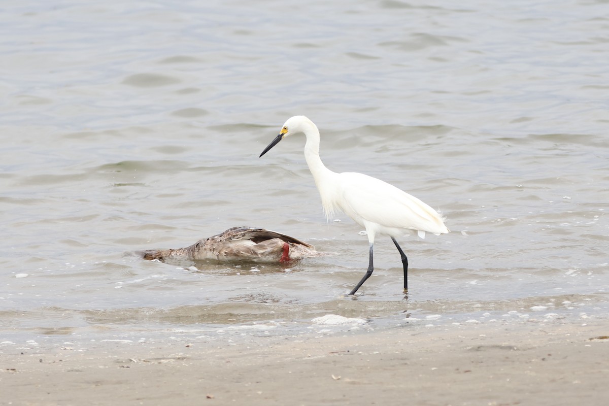 Snowy Egret - ML622057725