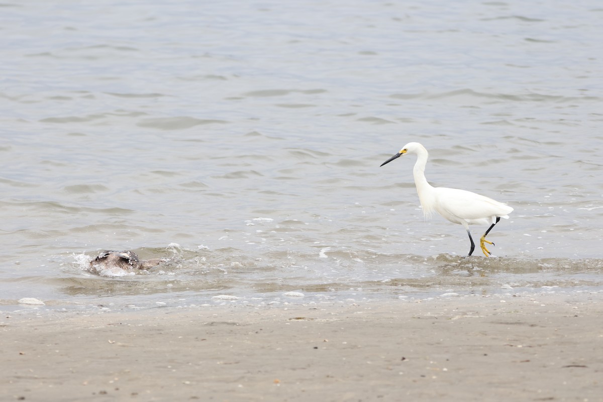 Snowy Egret - ML622057726