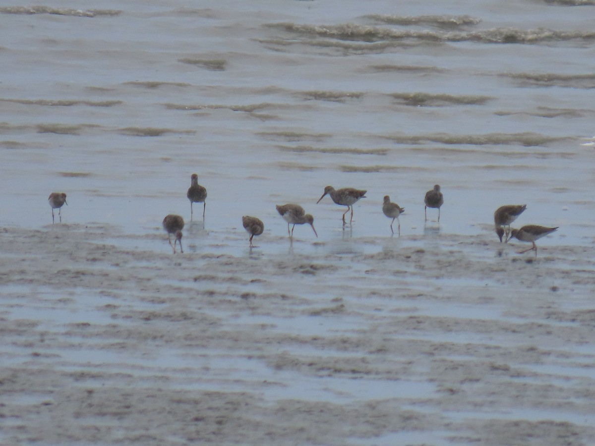 Greater Yellowlegs - Laura Burke