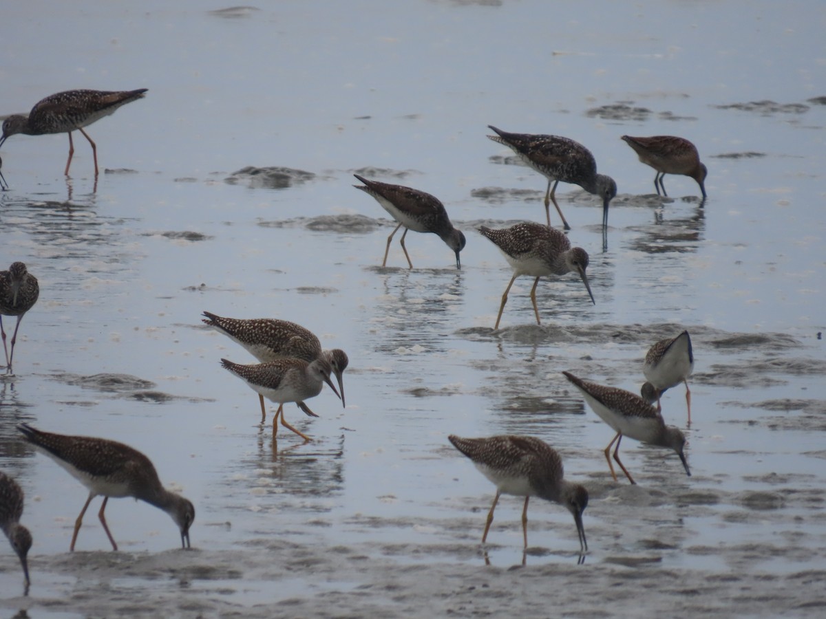 Greater Yellowlegs - ML622057729