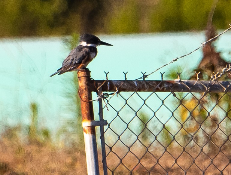 Belted Kingfisher - ML622057730