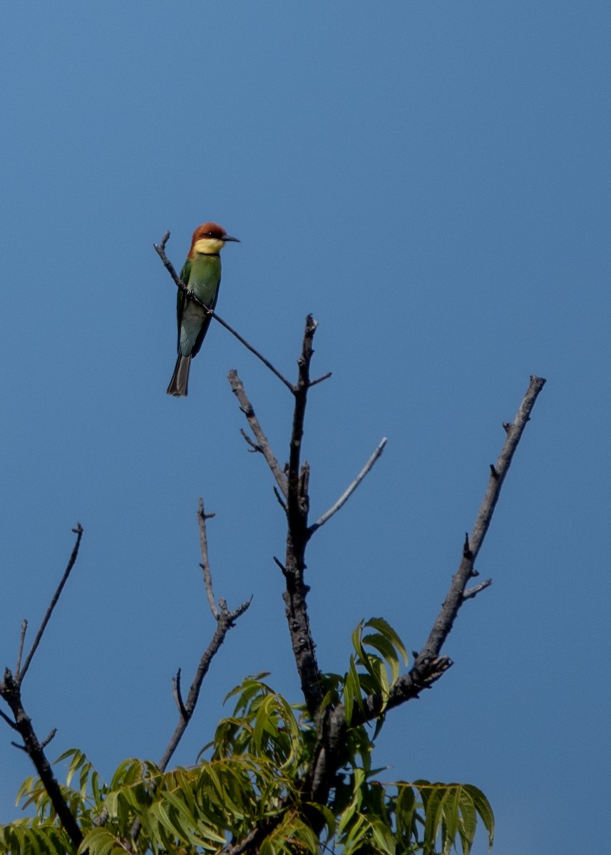 Chestnut-headed Bee-eater - ML622057731