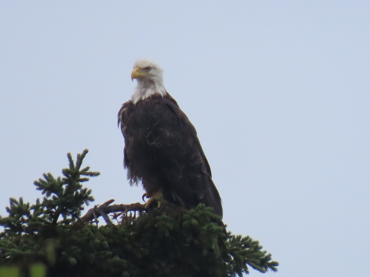 Weißkopf-Seeadler - ML622057732