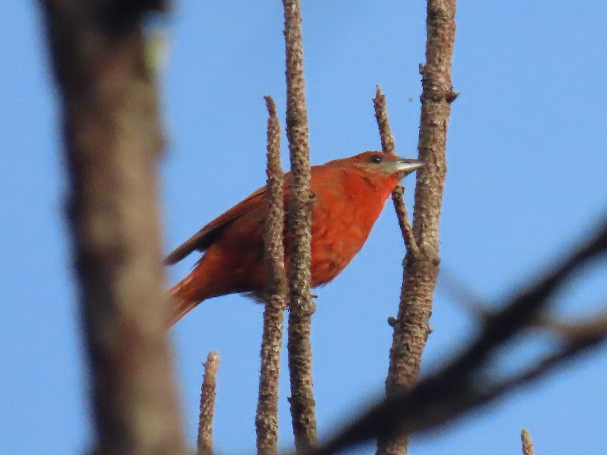 Hepatic Tanager - ML622057733