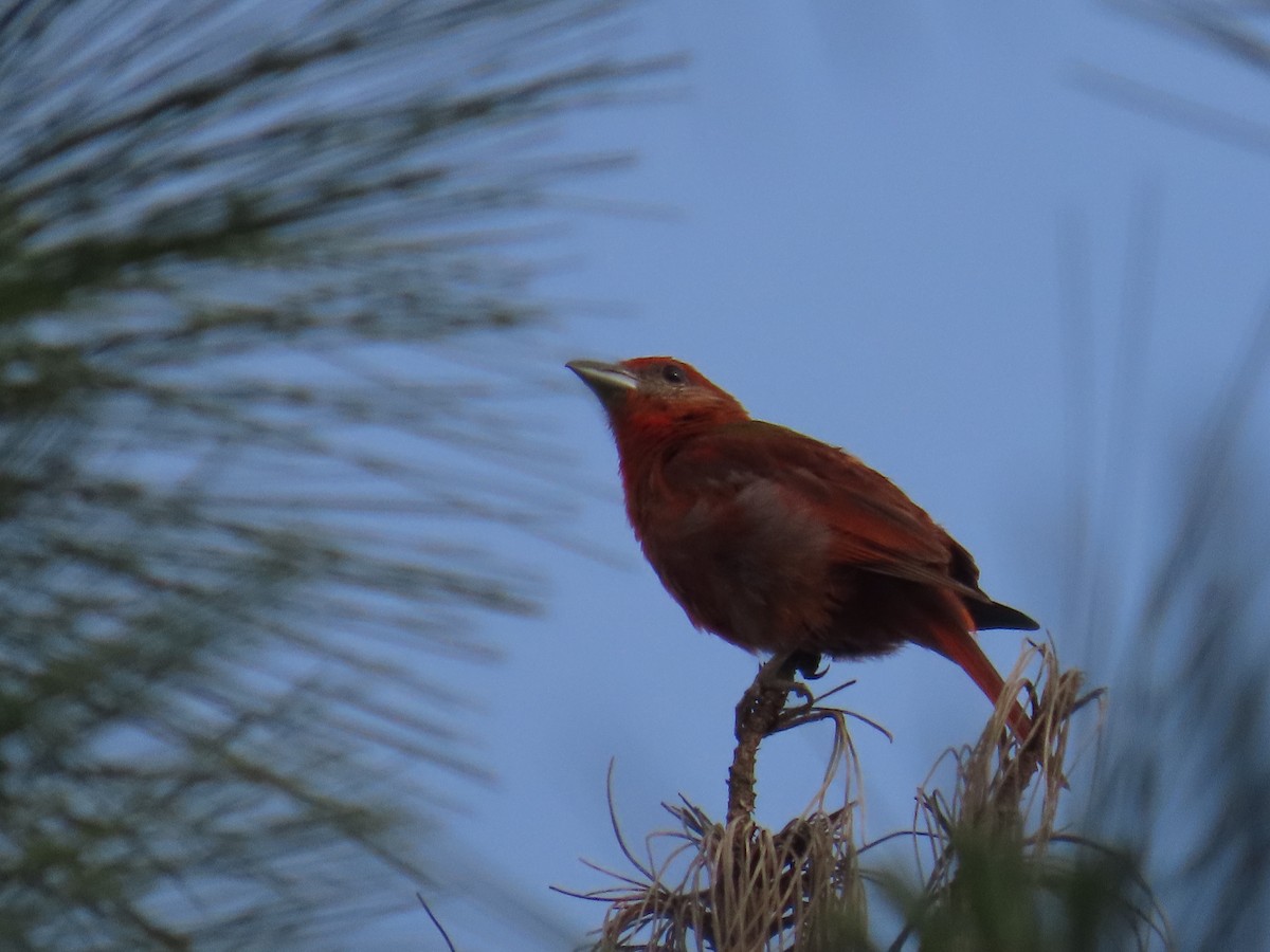 Hepatic Tanager - ML622057734