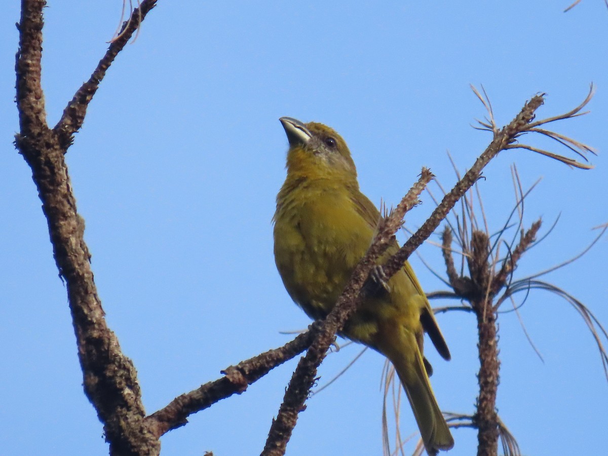 Hepatic Tanager - ML622057736