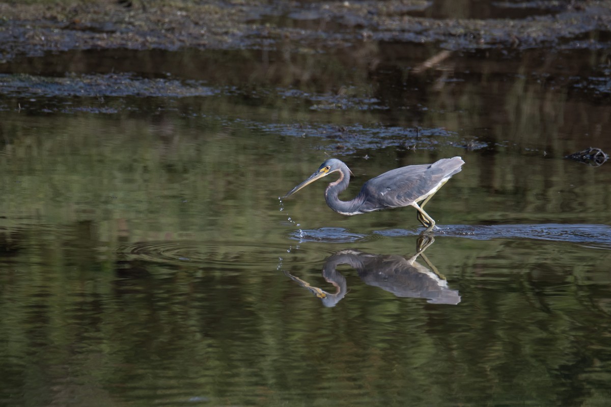 Tricolored Heron - ML622057737