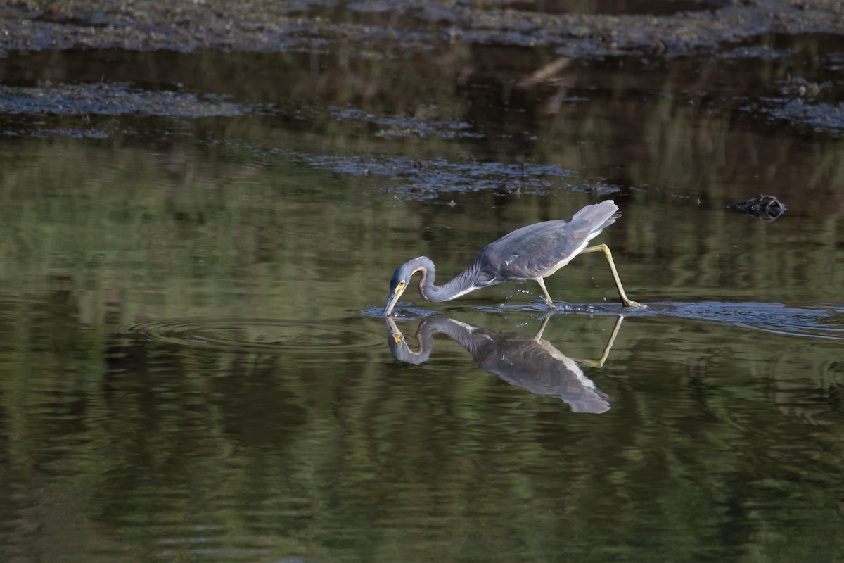 Tricolored Heron - ML622057738