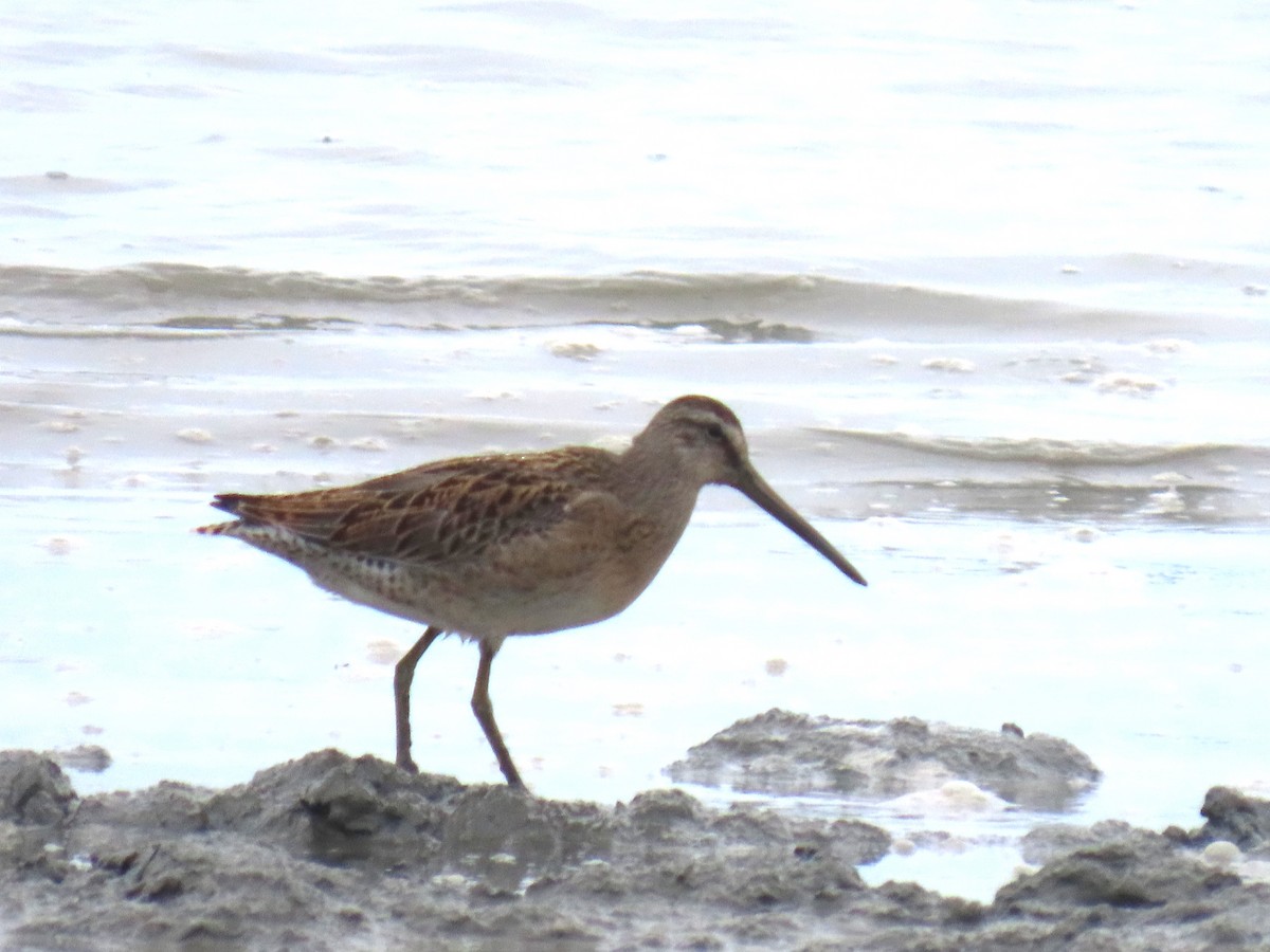 Short-billed Dowitcher - ML622057740