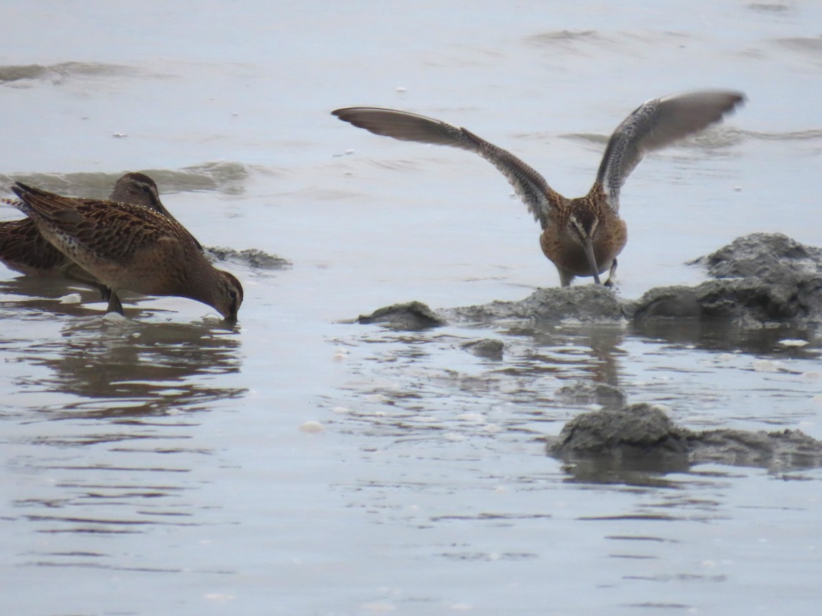 Short-billed Dowitcher - ML622057741