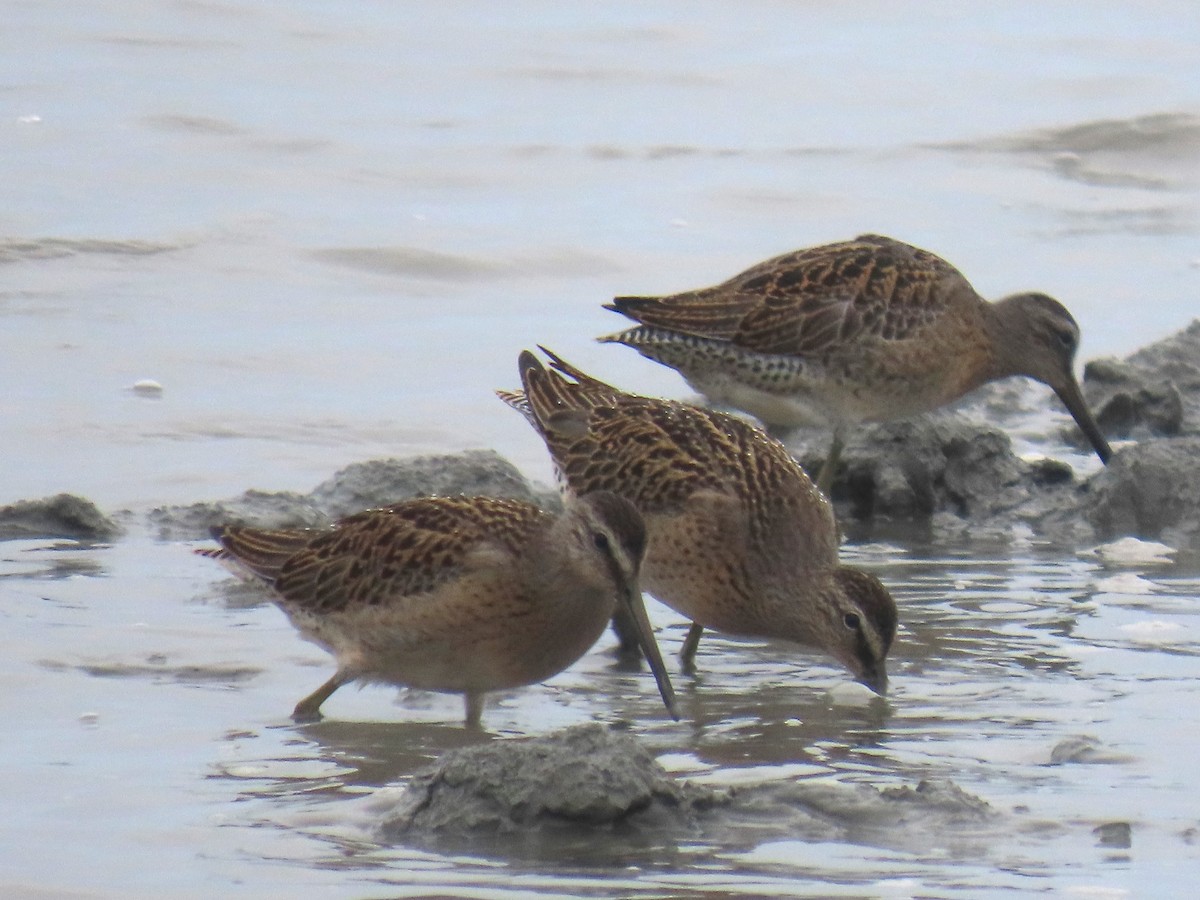 Short-billed Dowitcher - ML622057742