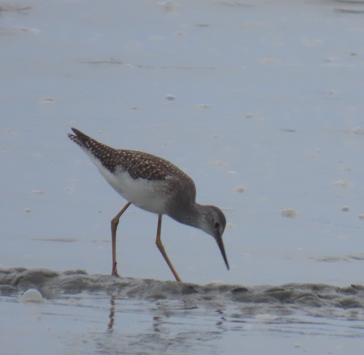 Lesser Yellowlegs - ML622057743