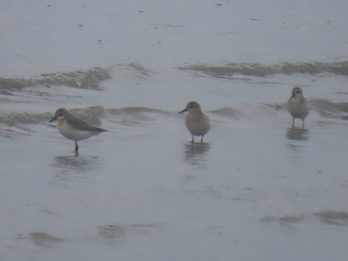 Semipalmated Sandpiper - ML622057745