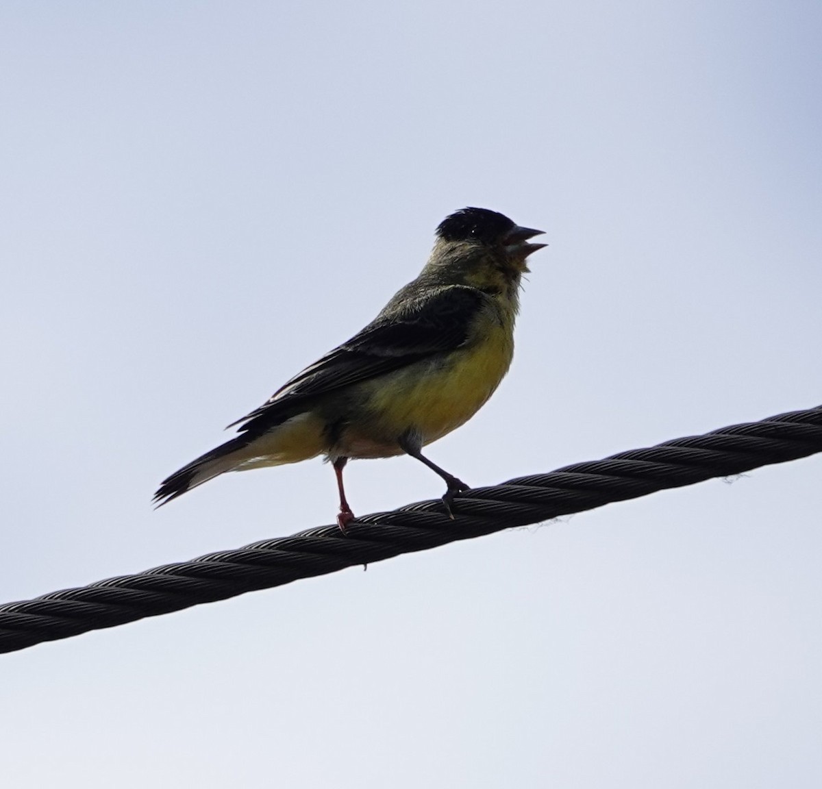 Lesser Goldfinch - ML622057746