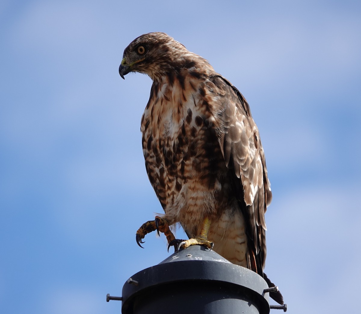 Red-tailed Hawk - ML622057747
