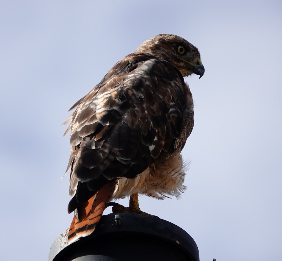 Red-tailed Hawk - ML622057748