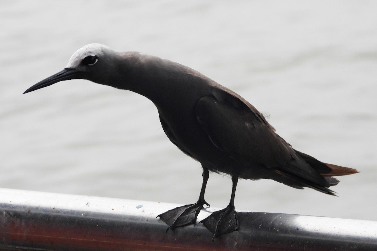 Lesser Noddy - ML622057749