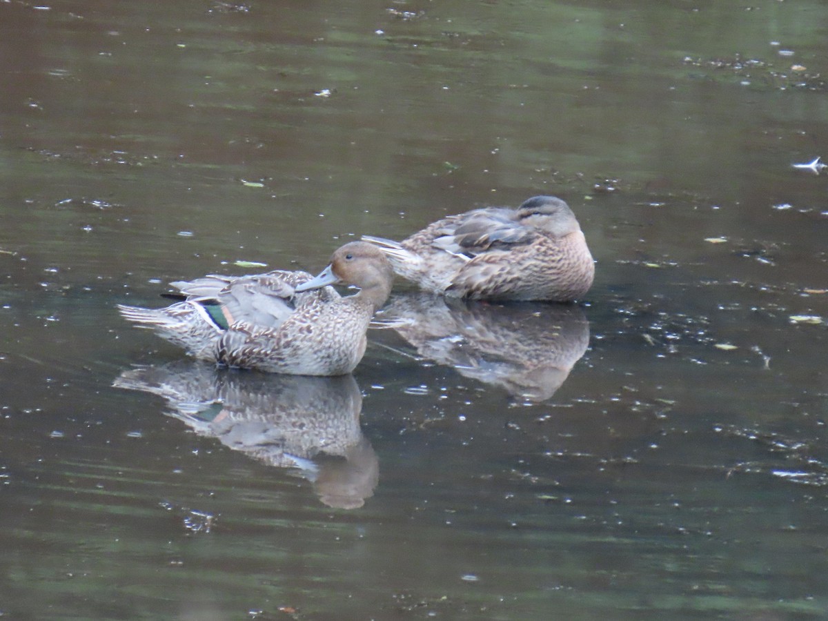 Northern Pintail - ML622057758