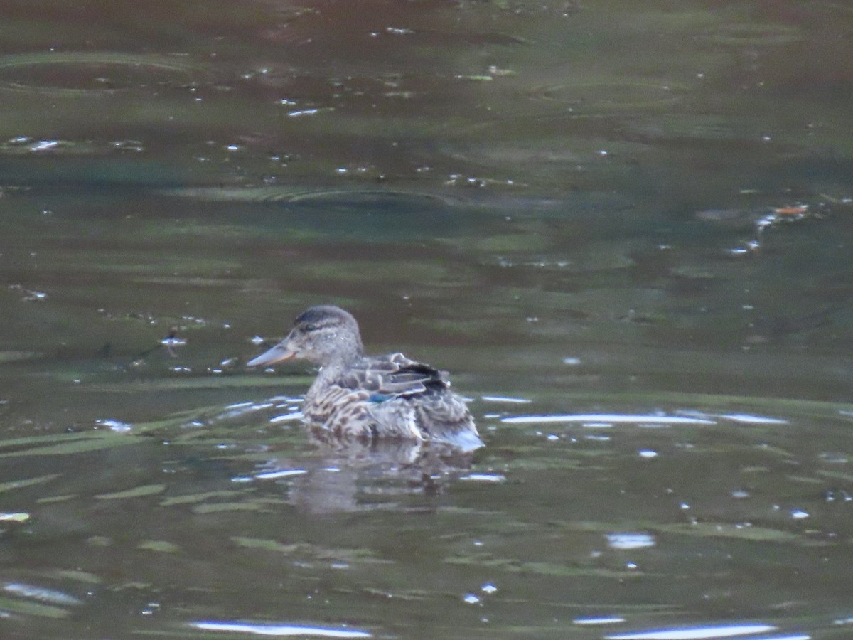 Green-winged Teal - ML622057760