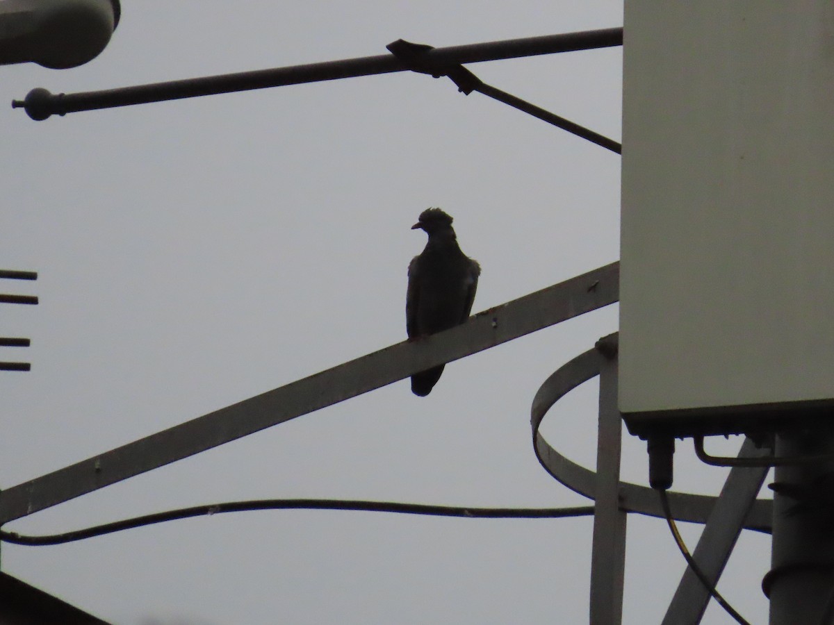 Rock Pigeon (Feral Pigeon) - ML622057761