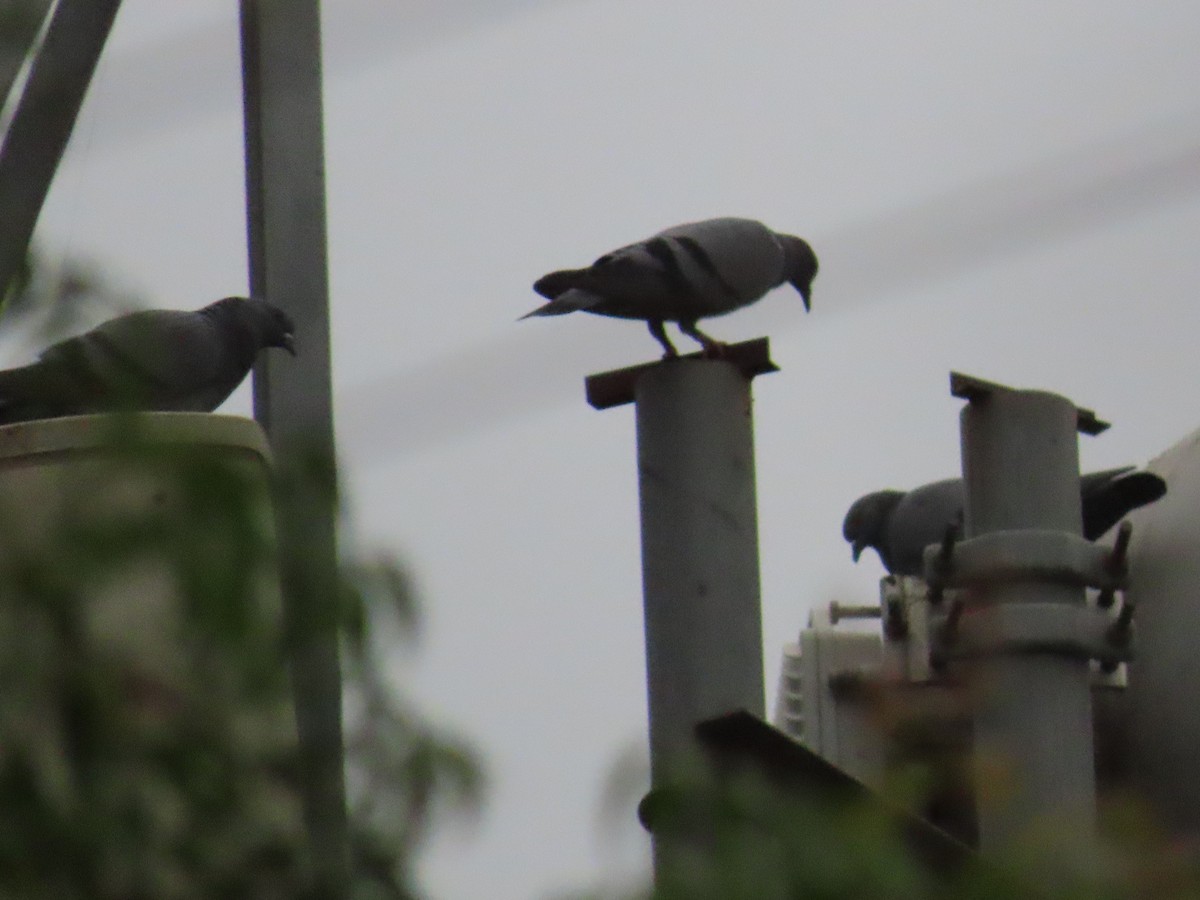 Rock Pigeon (Feral Pigeon) - ML622057762