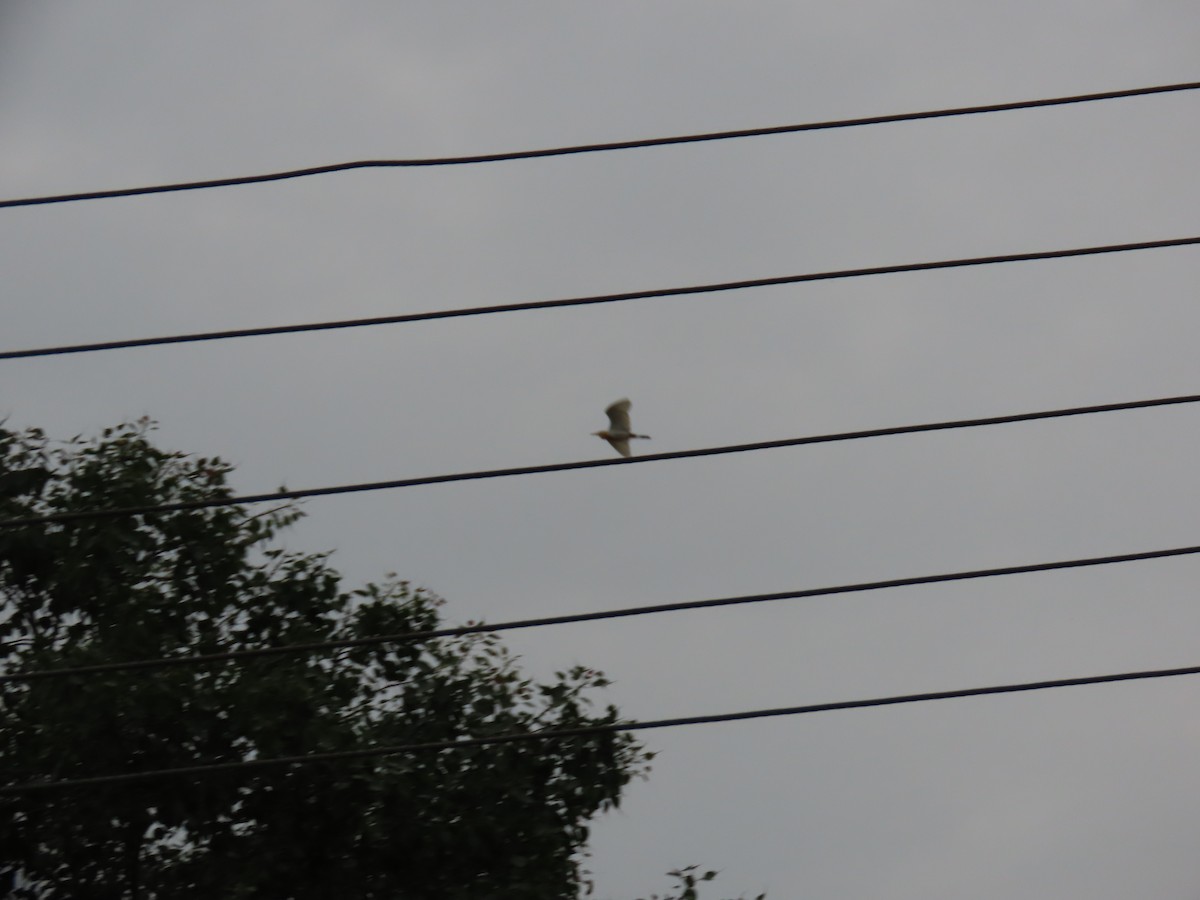 Eastern Cattle Egret - ML622057763