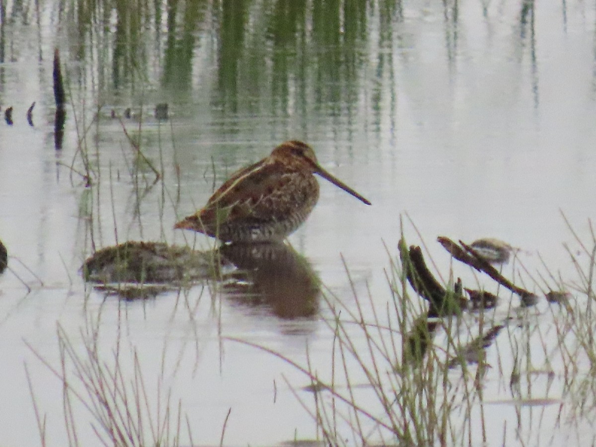 Wilson's Snipe - ML622057765