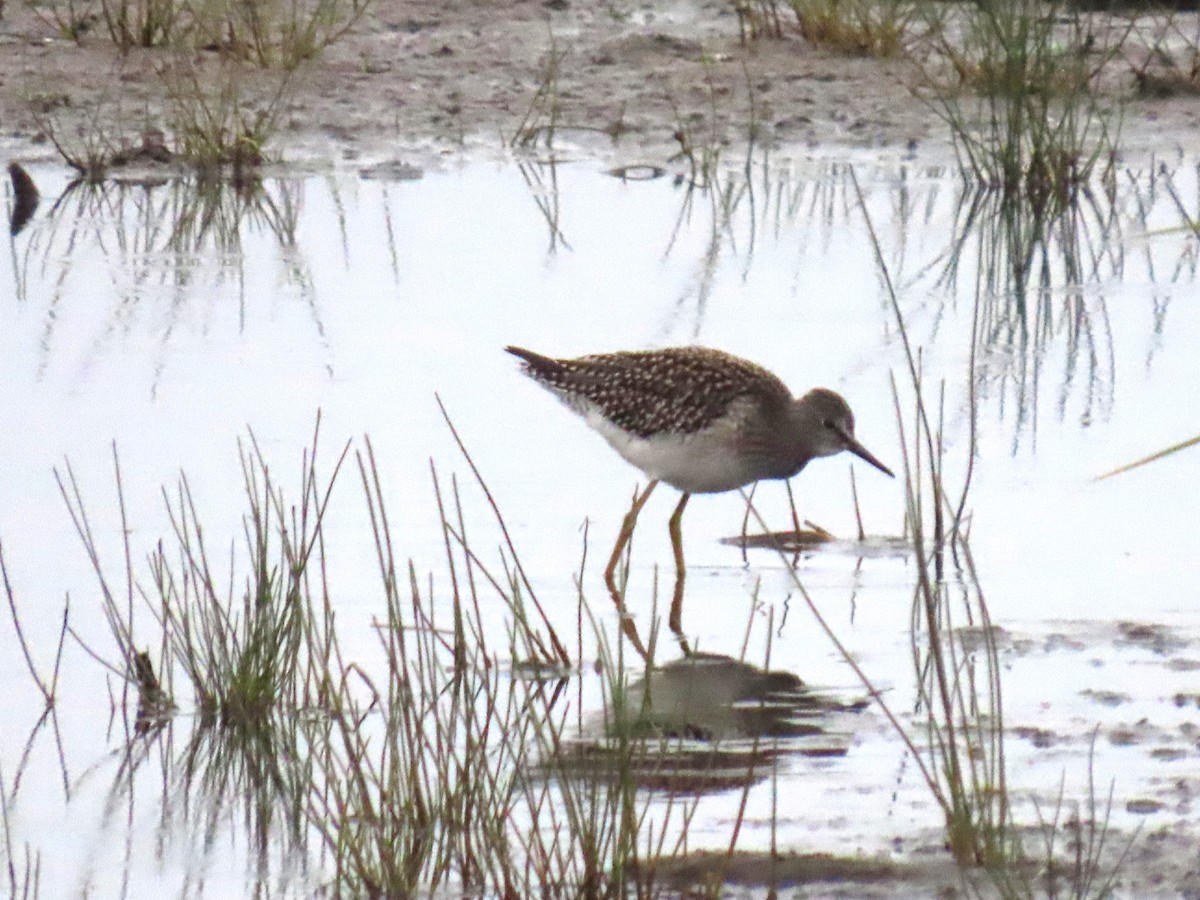 Lesser Yellowlegs - ML622057766