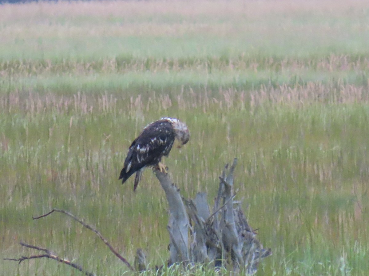 Bald Eagle - ML622057769