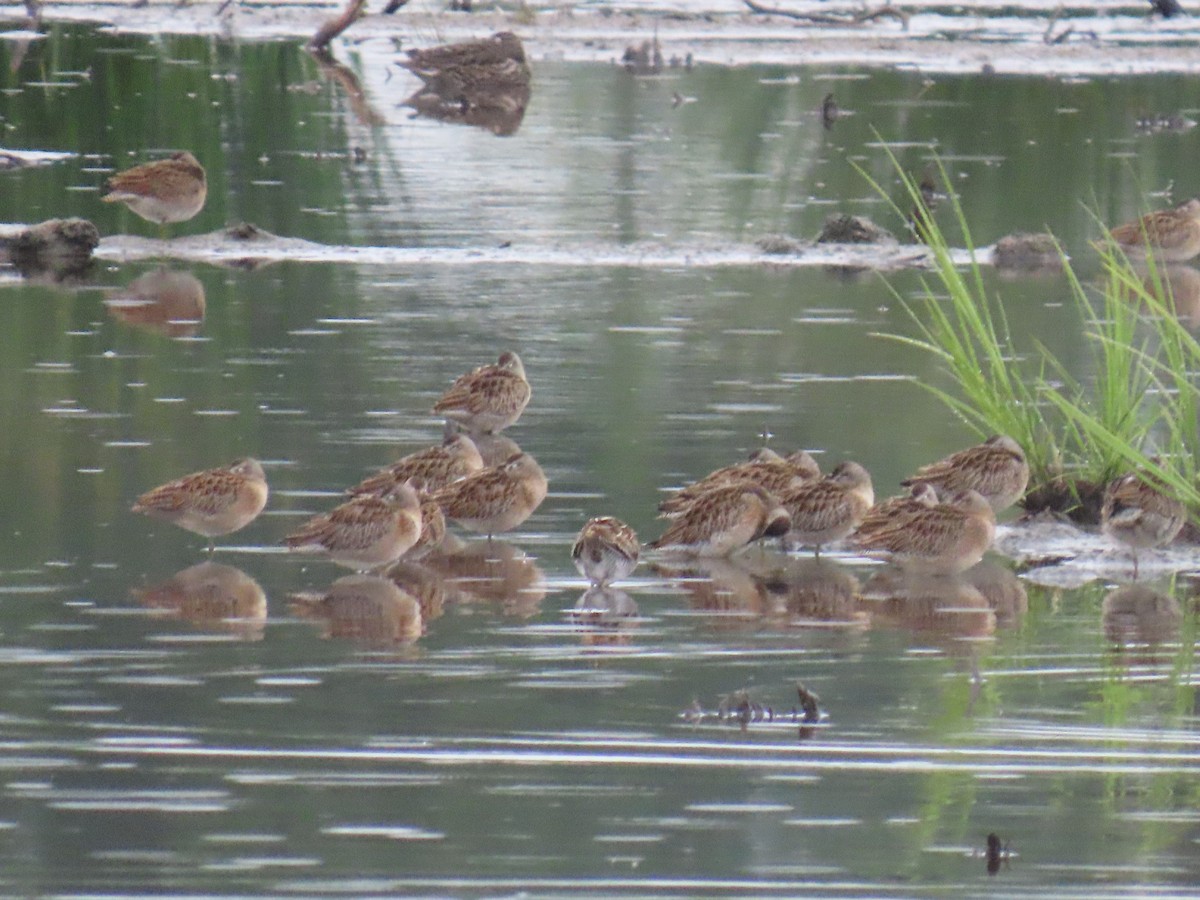 Short-billed Dowitcher - ML622057770