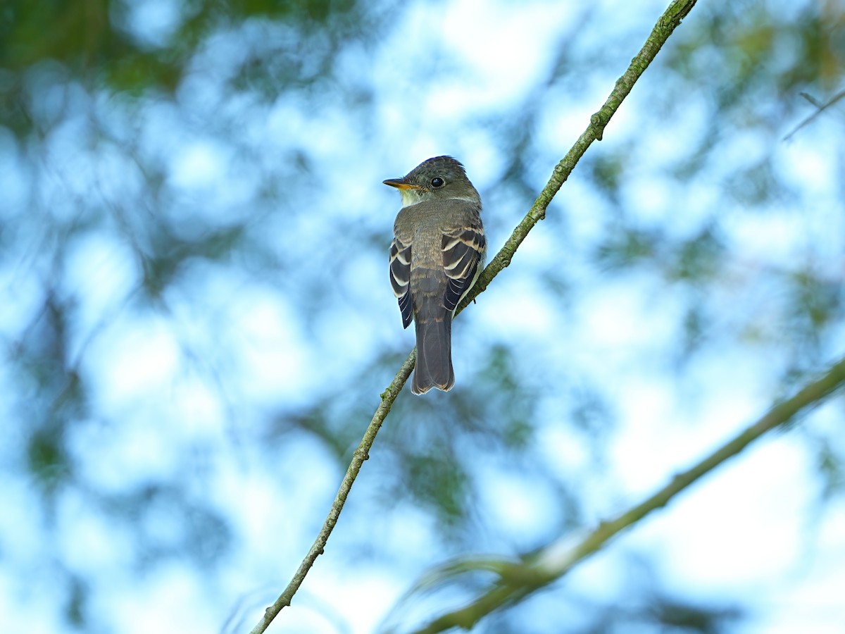 Eastern Wood-Pewee - ML622057771