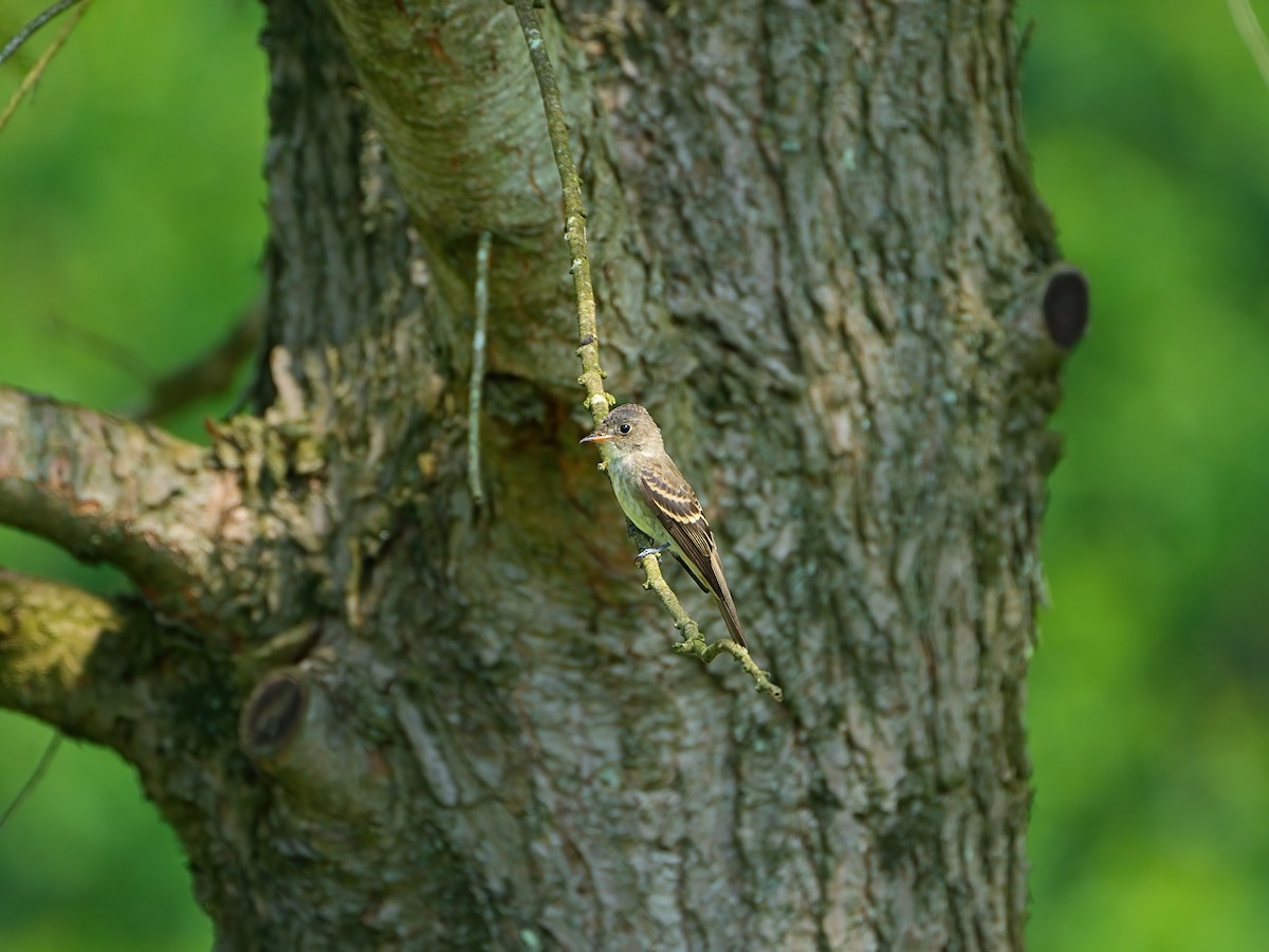 Eastern Wood-Pewee - ML622057772