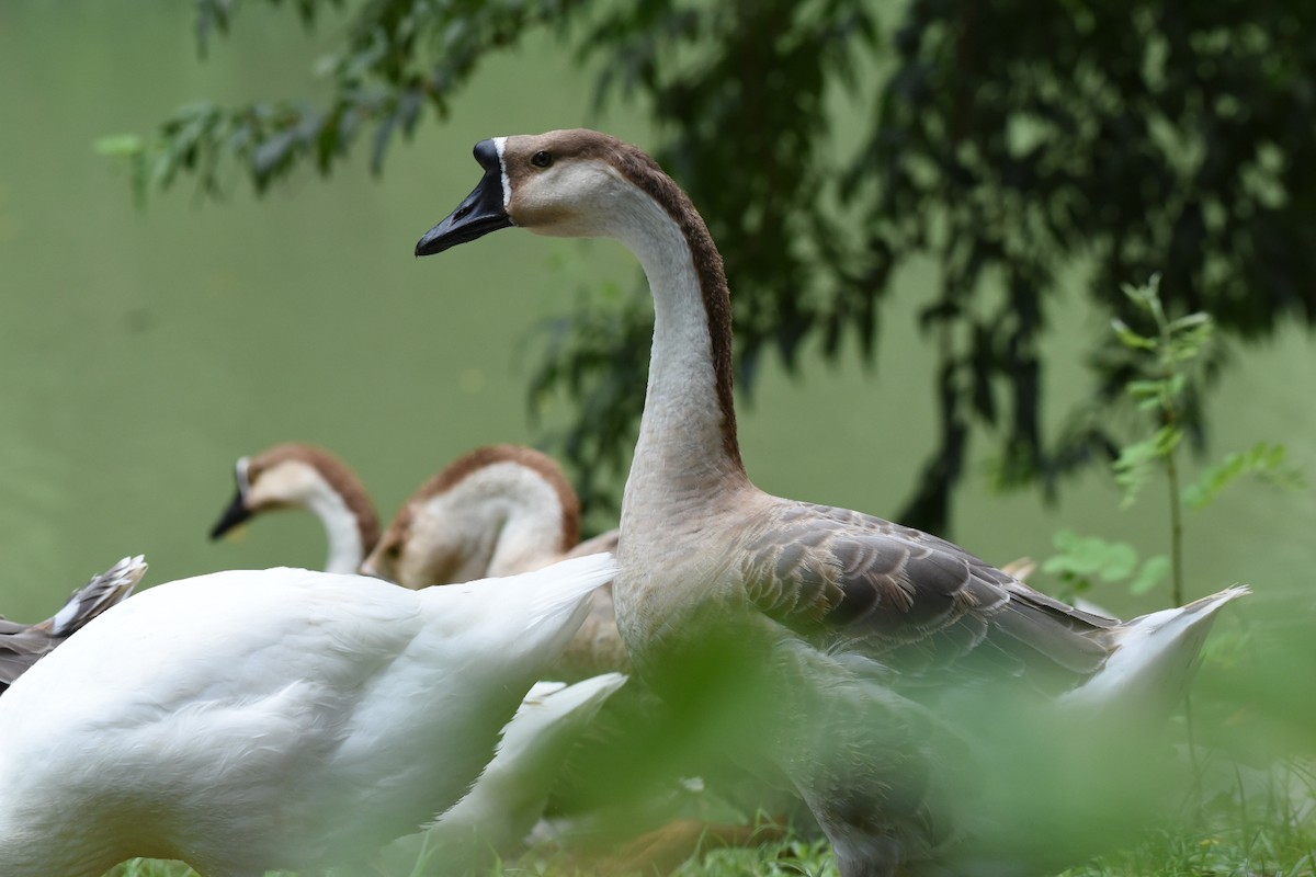 Swan Goose (Domestic type) - ML622057773