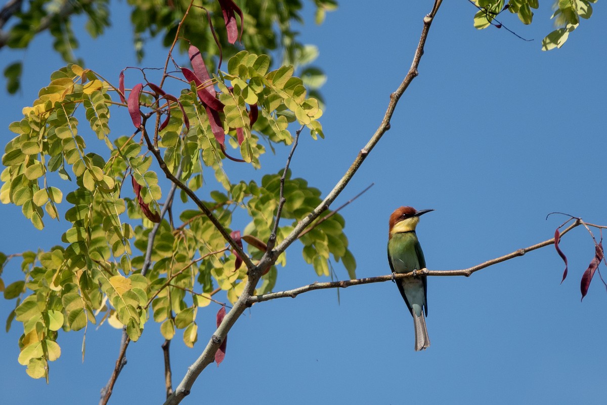 Chestnut-headed Bee-eater - ML622057774